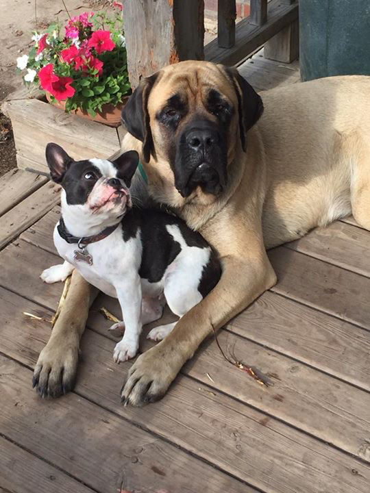 Lara Simmons: Dog sisters